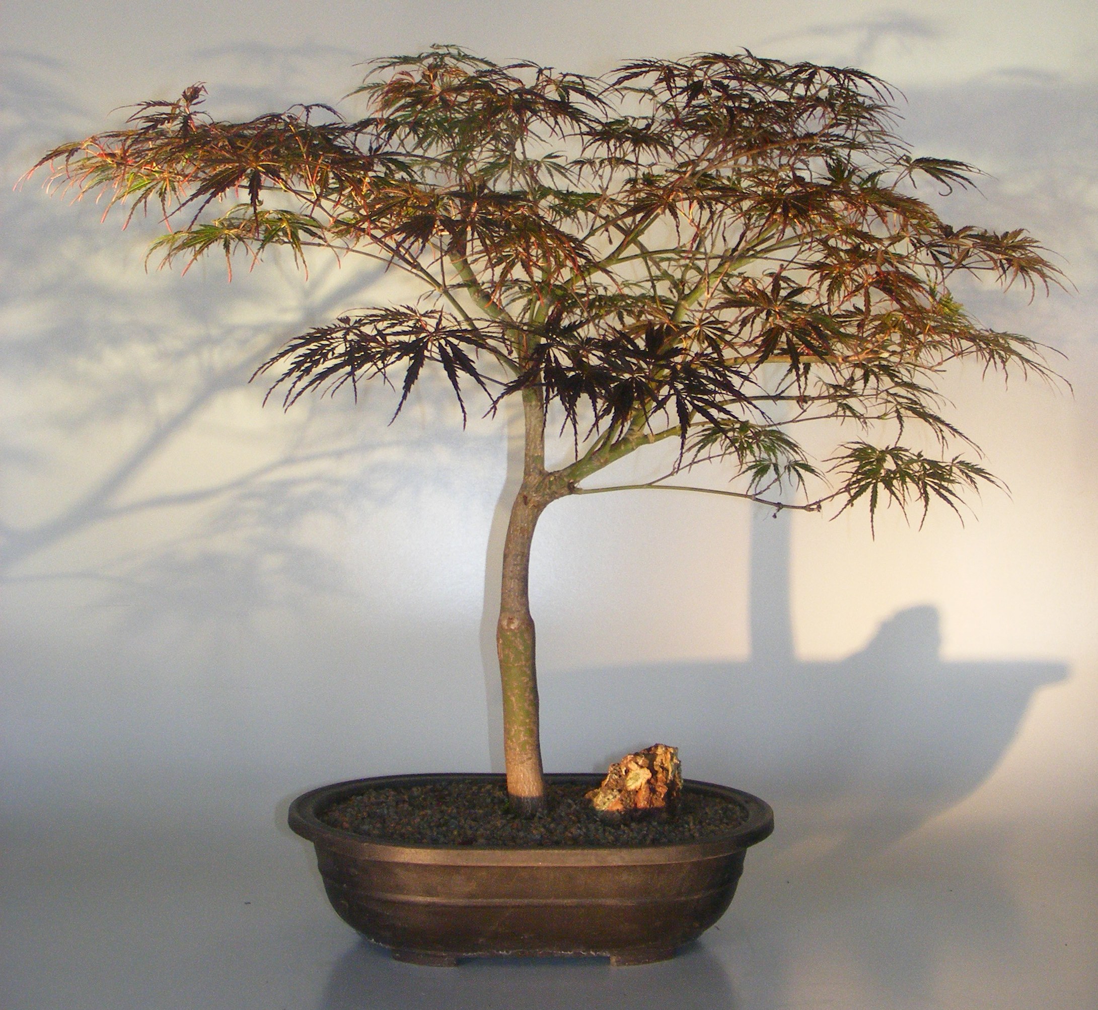 Japanese Red Maple Bonsai Tree<br><i>(acer palmatum 'red feather')</i>