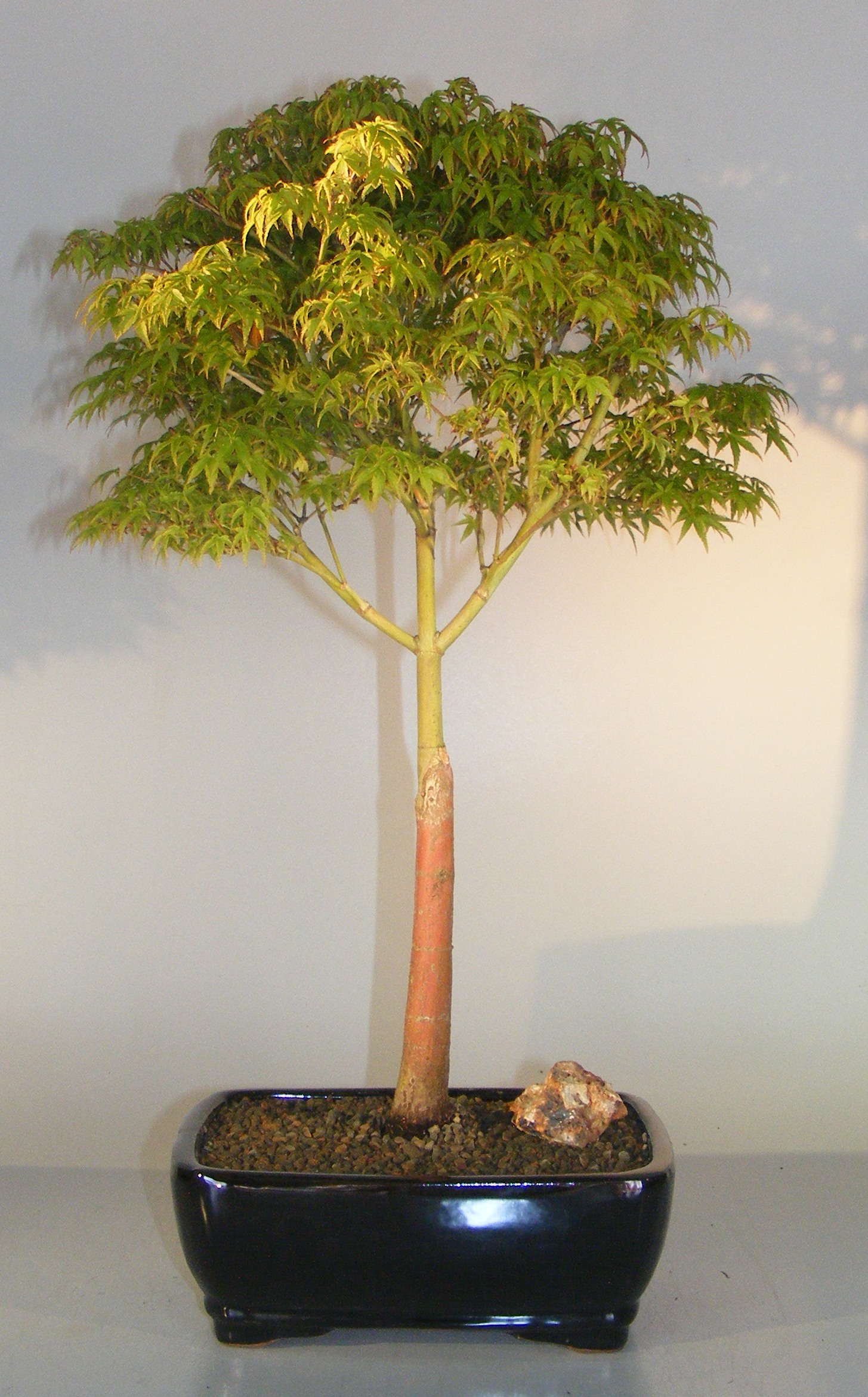 Dwarf Japanese Maple Bonsai Tree <br><i>(acer palmatum 'Capercis Dwarf')</i>