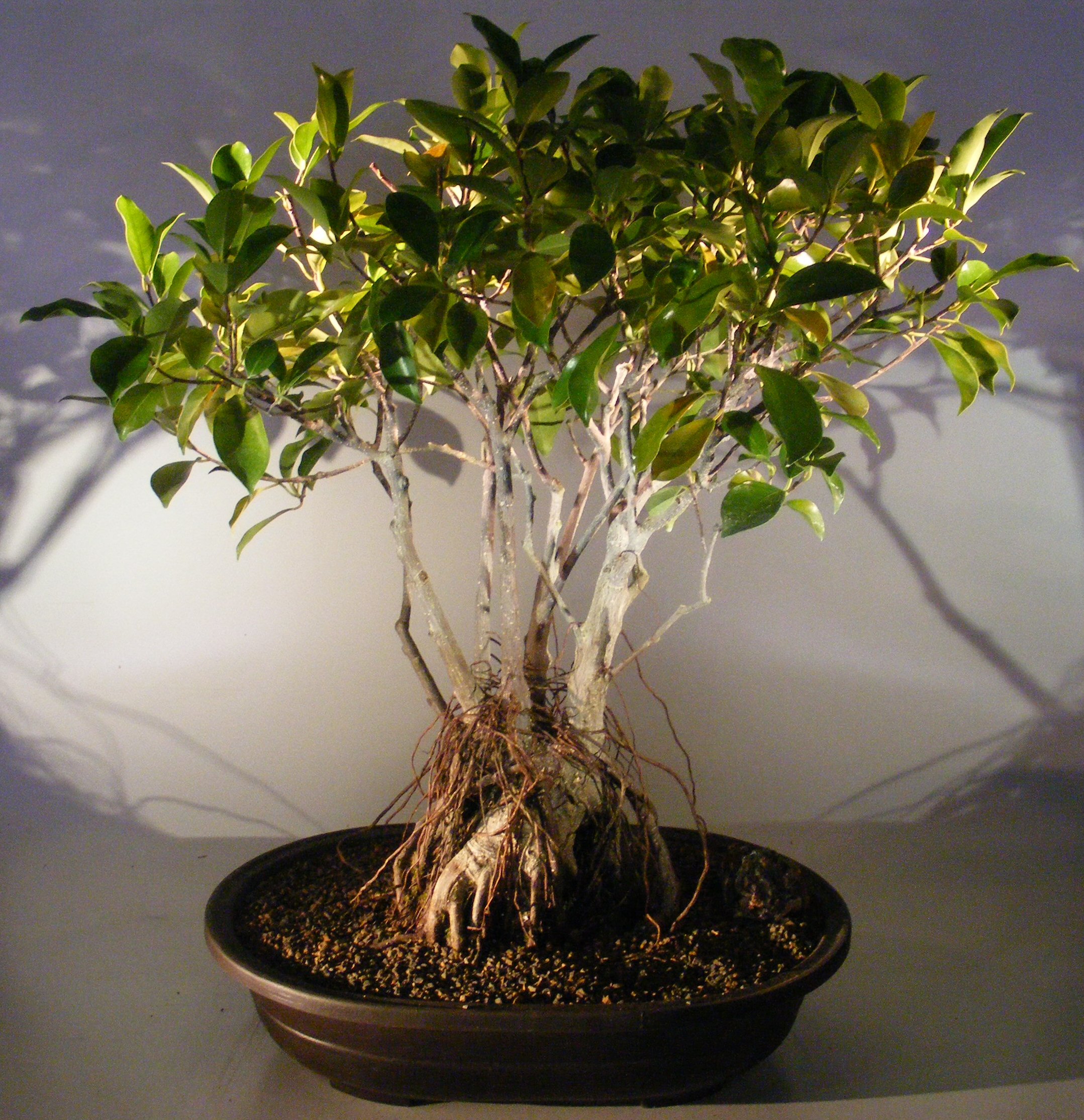 Ginseng Ficus Bonsai Tree&lt;br&gt;Root Over Rock Style&lt;br&gt;&lt;i&gt;(ficus retusa)&lt;/i&gt;