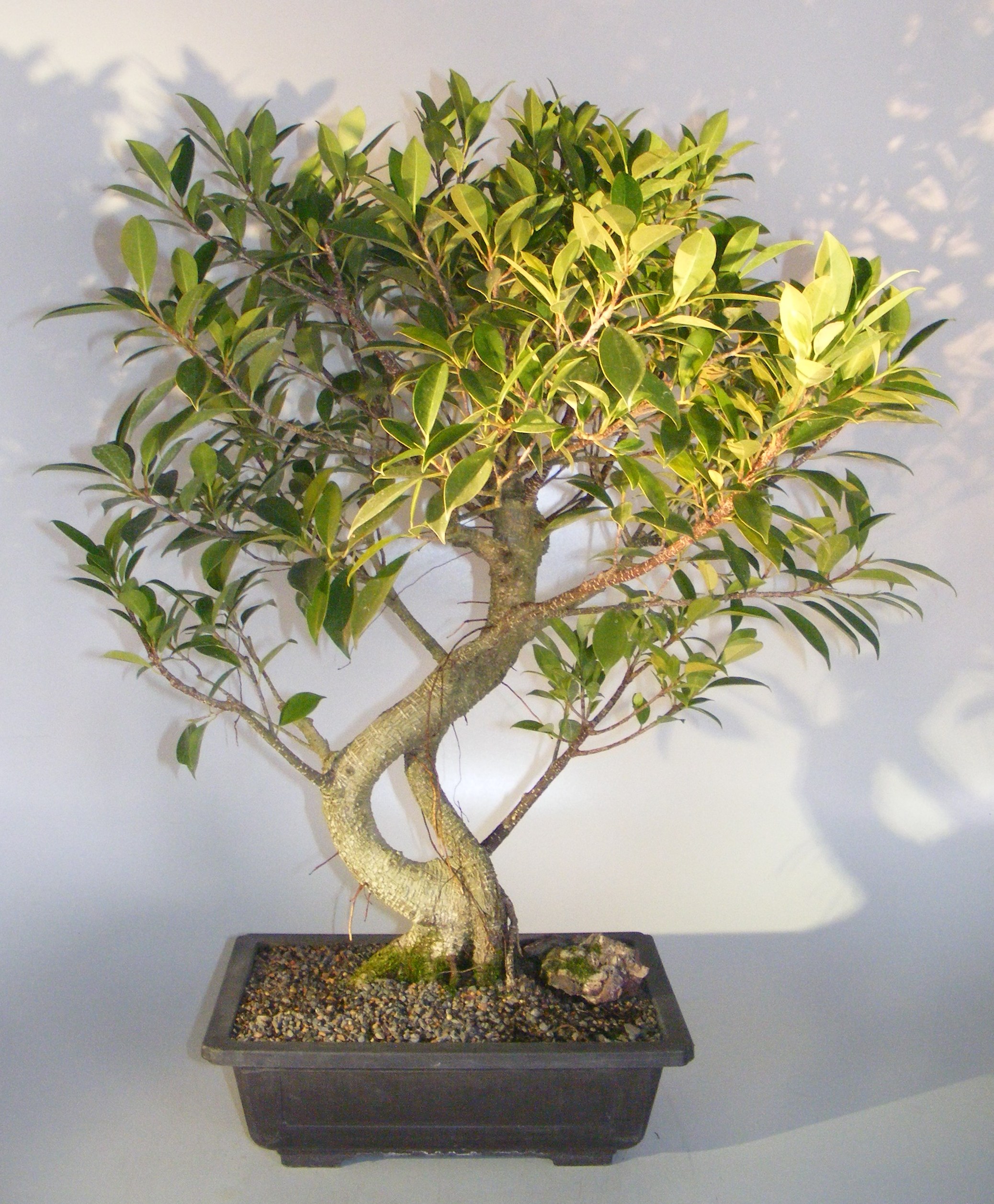 Ficus Retusa Bonsai Tree<br>Curved Trunk  <br><i>(ficus retusa)</i>