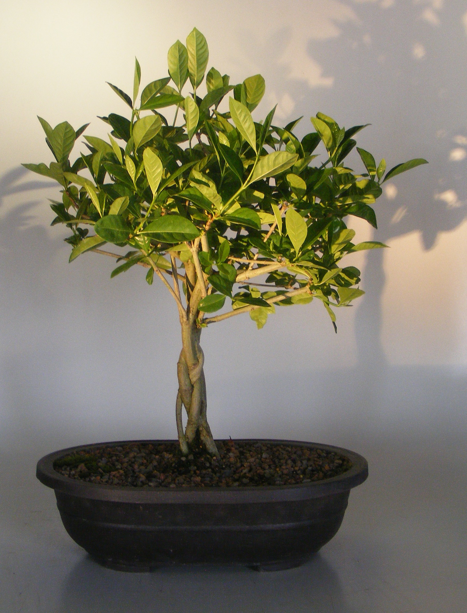 Flowering Gardenia Bonsai Tree&lt;br&gt;Braided Trunk&lt;br&gt;&lt;i&gt;(jasminoides miami supreme)&lt;/i&gt;