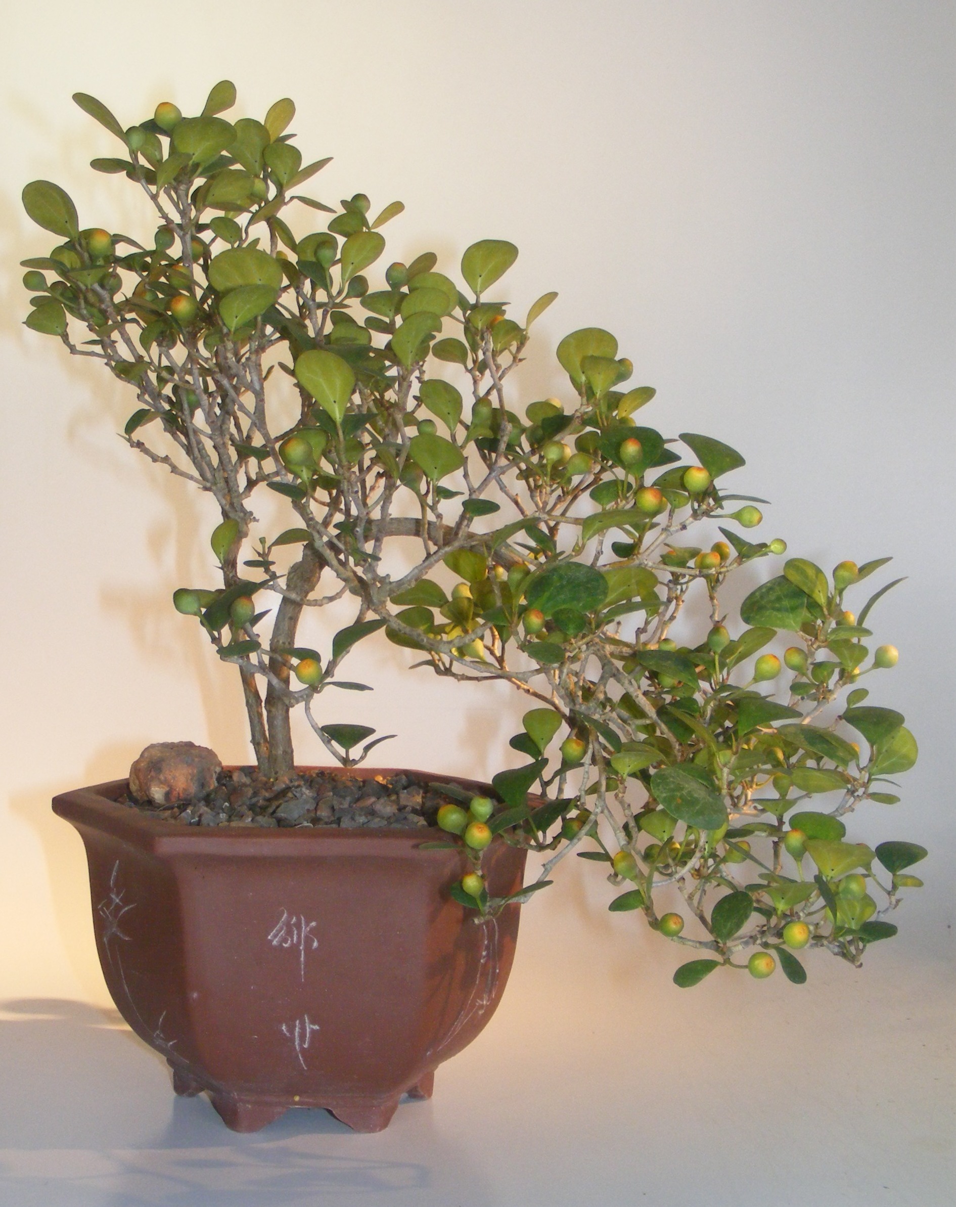 Mistletoe Fig Bonsai Tree&lt;br&gt;Cascade Style&lt;br&gt;&lt;i&gt;(ficus diversifolia)&lt;/i&gt;
