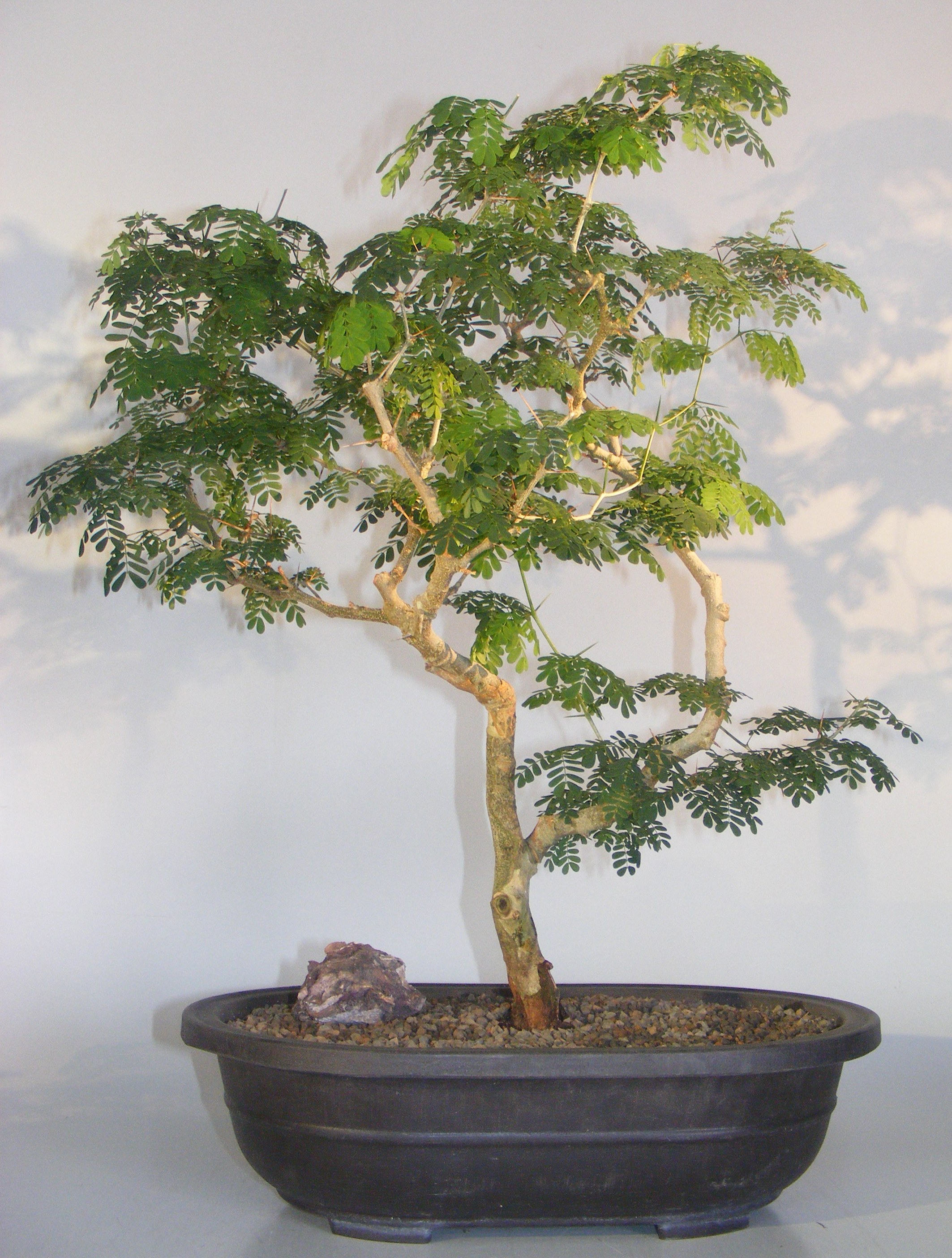 Flowering Brazilian Raintree Bonsai Tree&lt;br&gt;&lt;i&gt;(pithecellobium tortum)&lt;/i&gt;