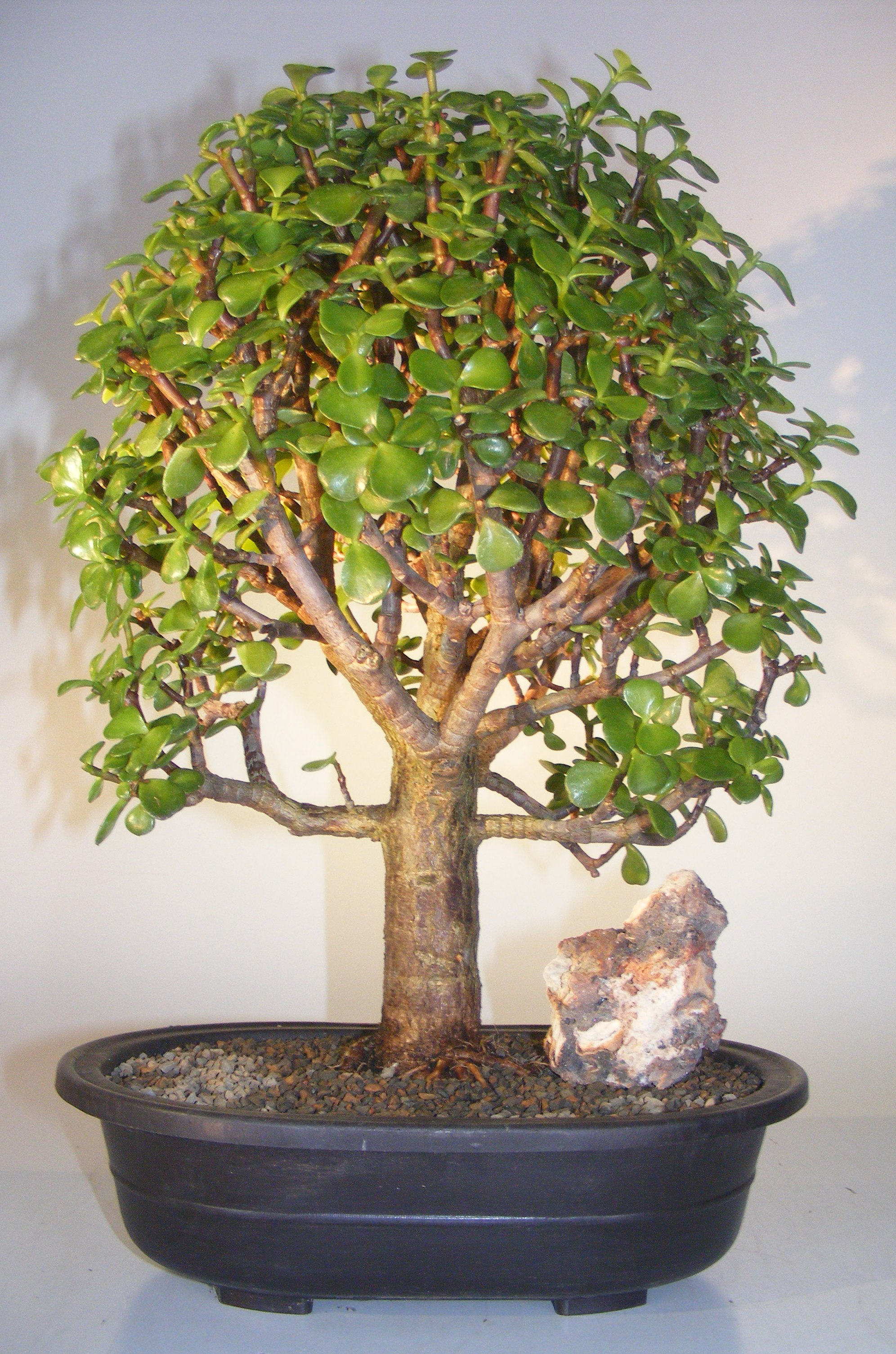 Baby Jade Bonsai Tree&lt;br&gt;&lt;i&gt;(Portulacaria Afra)&lt;/i&gt;