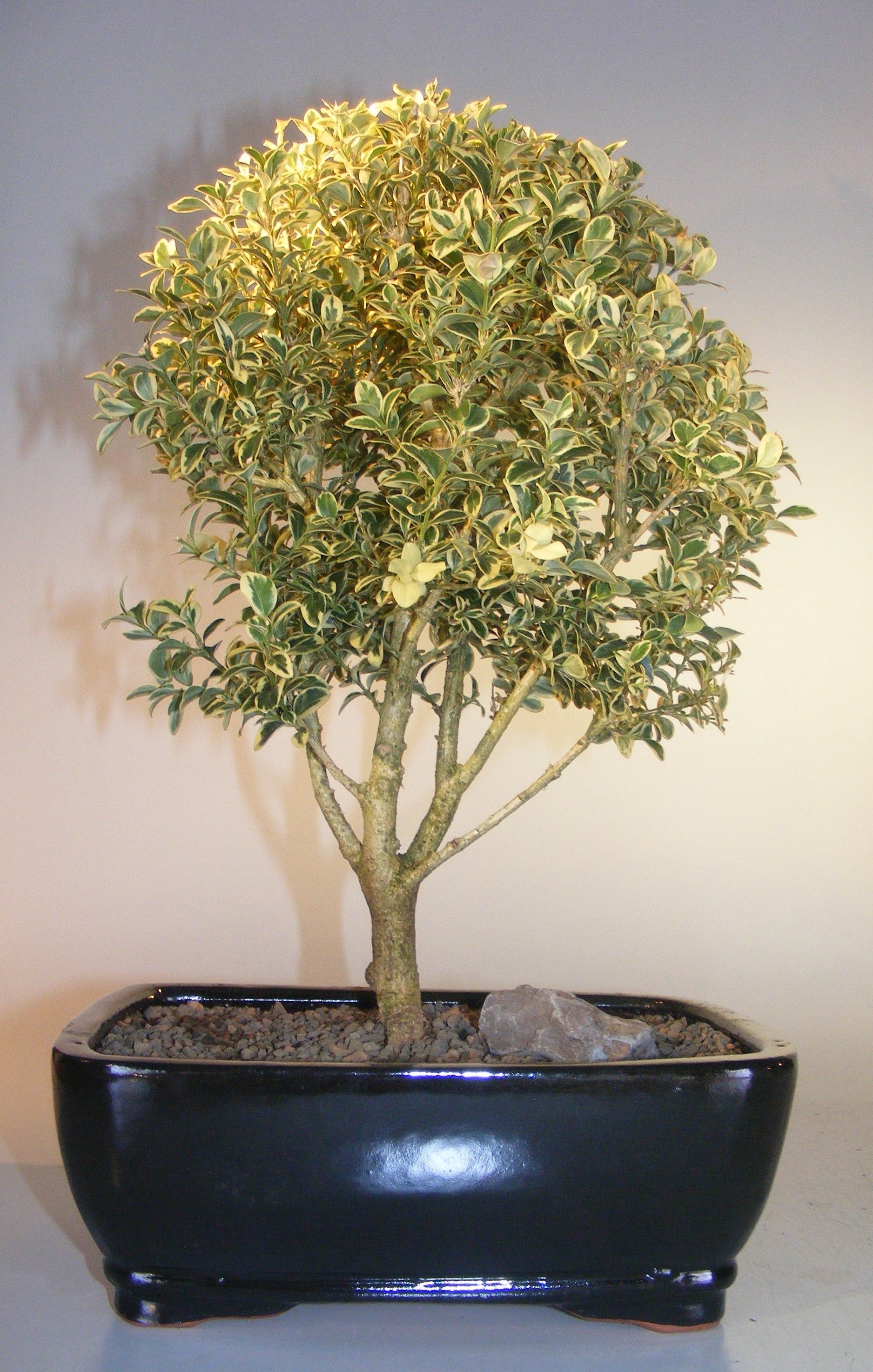 Flowering Tropical Boxwood Large Bonsai Tree - Variegated<br><i>(neea buxifolia)</i>