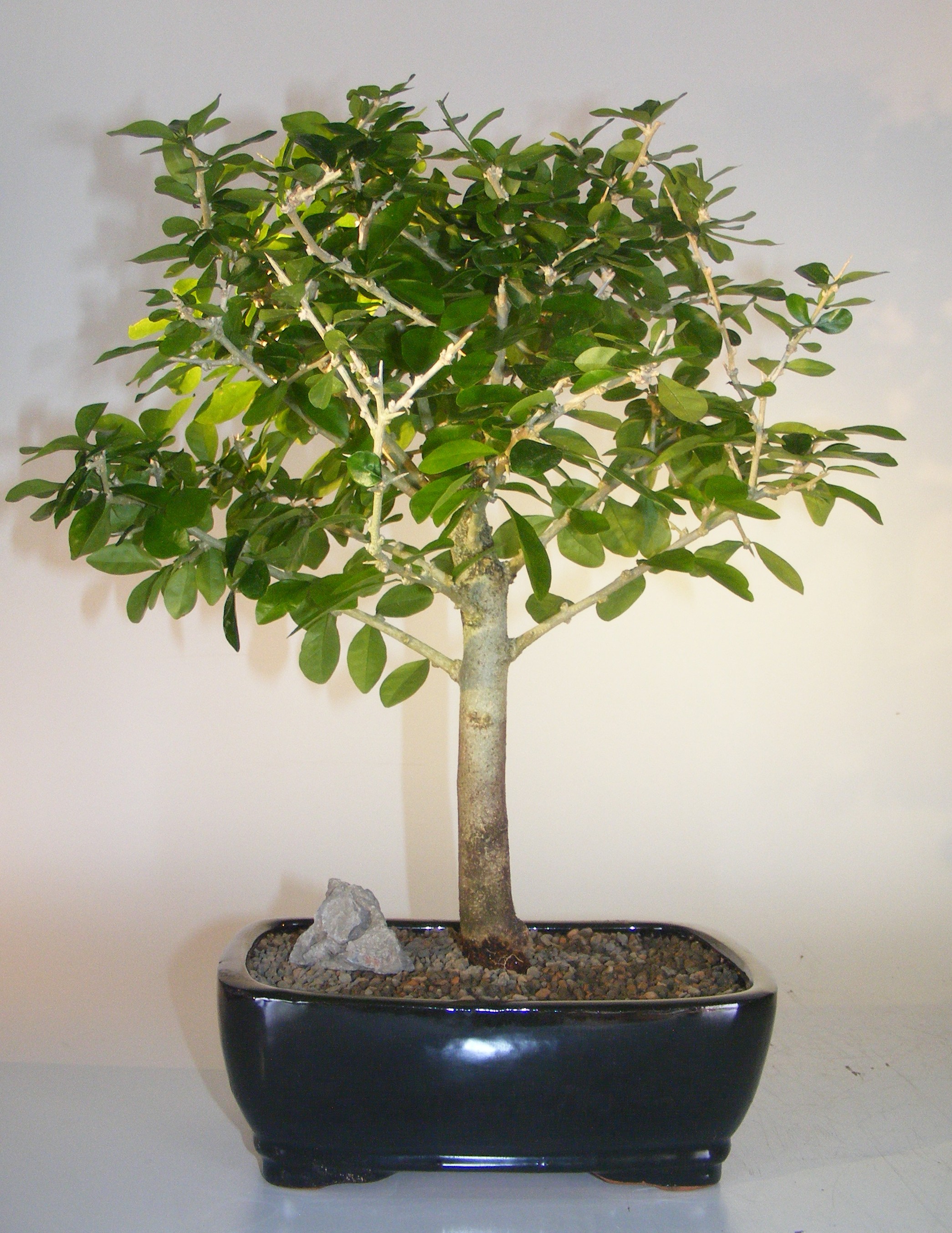 Flowering & Fruiting Tintillo Bonsai Tree <br><i>(Randia aculeata)</i>