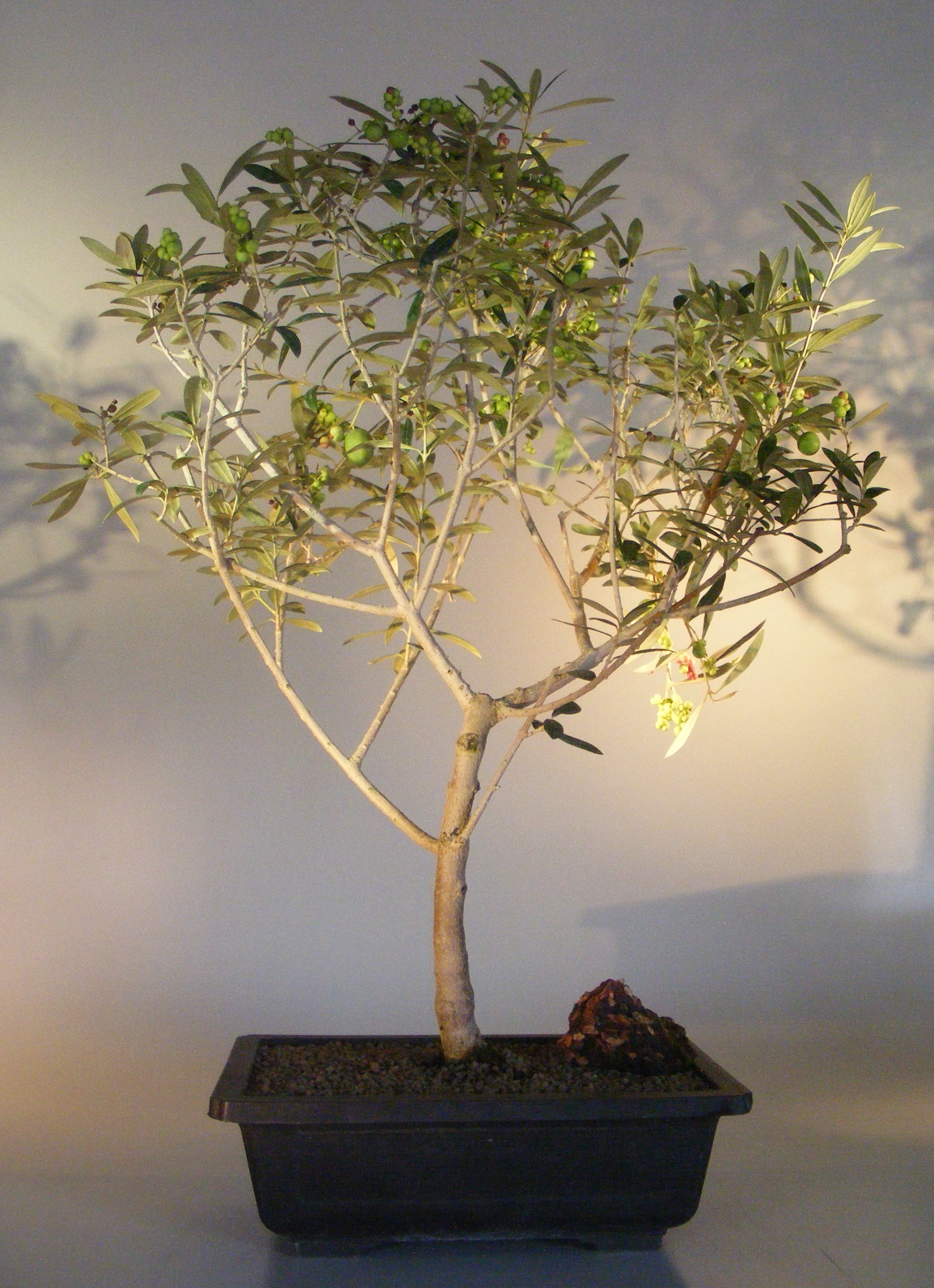Flowering &amp; Fruiting European Olive Bonsai Tree&lt;br&gt;&lt;i&gt;(olea europaea little ollie)&lt;/i&gt;