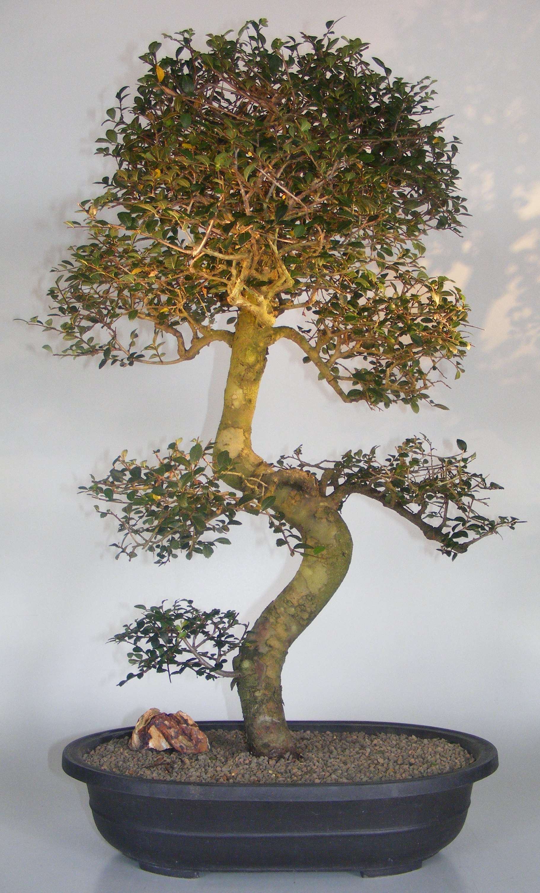Chinese Elm Bonsai Tree<br>Curved Trunk & Tiered Branching Style<br><i>(ulmus parvifolia)</i>