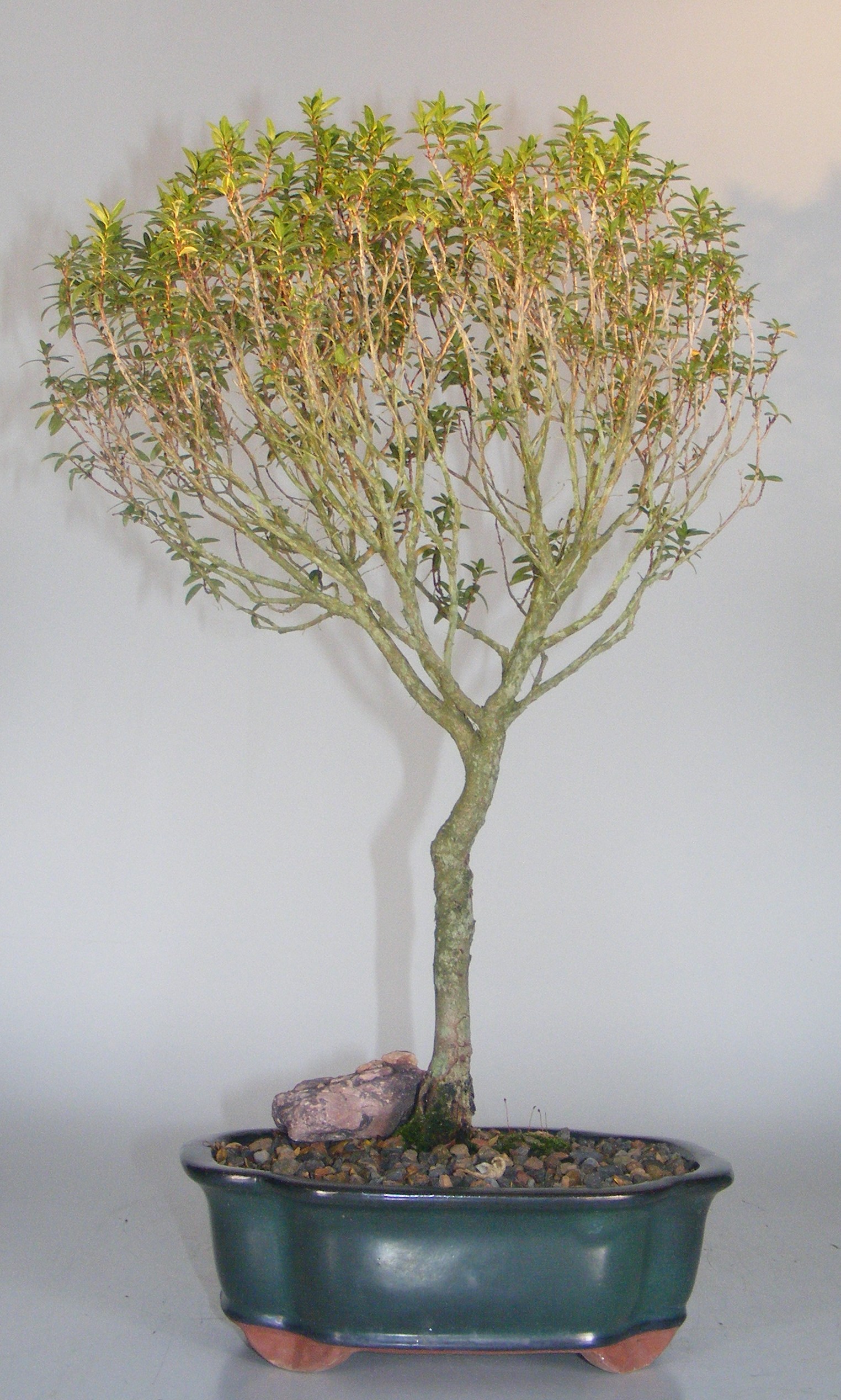 Flowering Myrtle Bonsai Tree<br><Pom Pom Style<br><i>(myrtus communis 'compacta')</i>