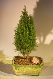 European Cypress Evergreen Bonsai Tree &lt;br&gt;&lt;i&gt;(chamaecypari Iawsoniana &#39;ellwoodii&#39;)&lt;/i&gt;