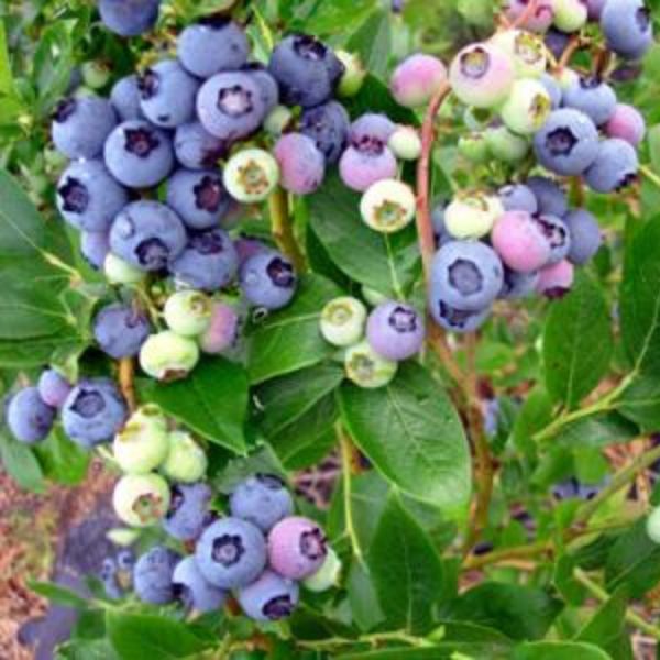 Duke Blueberry Bush