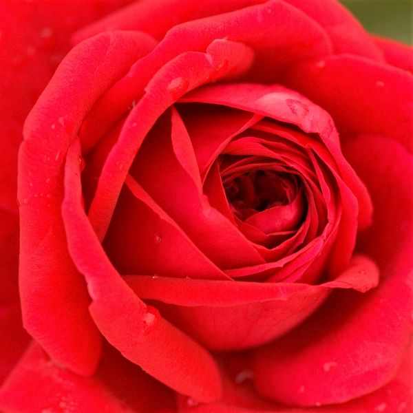 Easy Elegance® Kashmir Rose