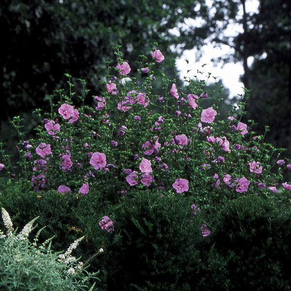 Lavender Chiffon&#174; Rose of Sharon Shrub