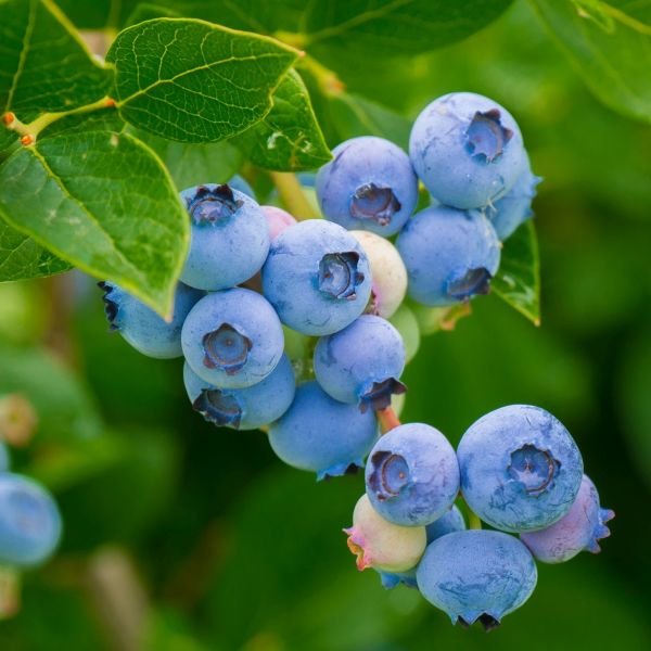 Legacy Blueberry Bush