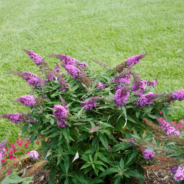 Proven Winners® ColorChoice® Pugster Periwinkle® Butterfly Bush