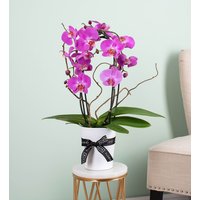 Cascade Orchid - Orchid Plants - Orchid Delivery - Indoor Plants - Plant Delivery - Houseplants - Indoor Plant Delivery