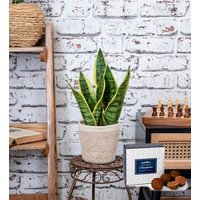 Sensational Sansevieria - Snake Plant - Indoor Plants - Houseplants - Plant Gifts - Plant Gift Delivery