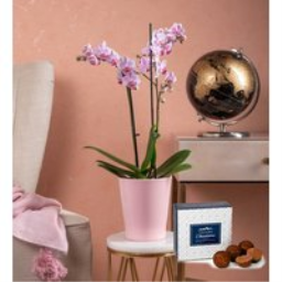 Phalaenopsis Orchids – Orchid Plants - Indoor Plants - Houseplants - Plant Gifts - Plant Gift Delivery