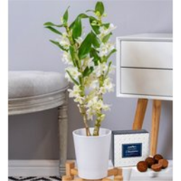 Dendrobium Orchids - Orchid Plants - Orchid Delivery - Indoor Plants - Plant Delivery - Plant Gifts - Houseplants