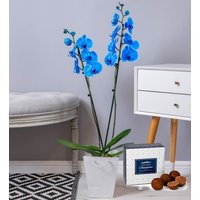 Sapphire Orchid - Blue Orchid - Orchid Plants - Indoor Plants - Plant Gifts - Plant Gift Delivery – Indoor Orchids