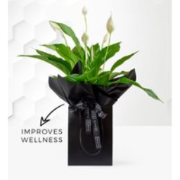 Luxury Peace Lily - Peace Lily Plant - Indoor Peace Lily - Lily House Plant - Plant Delivery - Indoor Plants