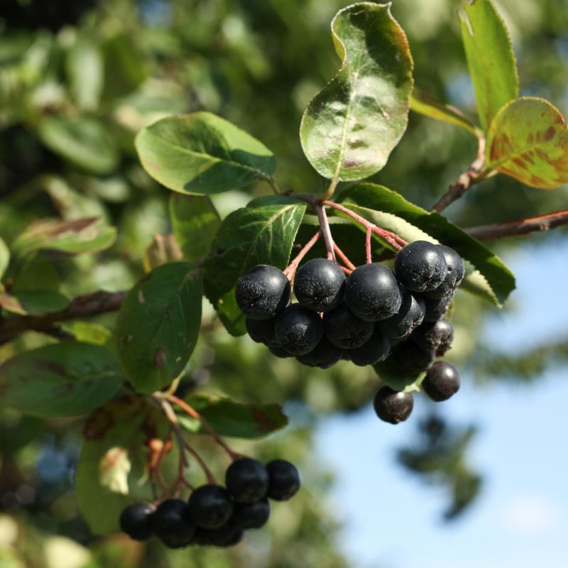 Black Chokeberry Bush