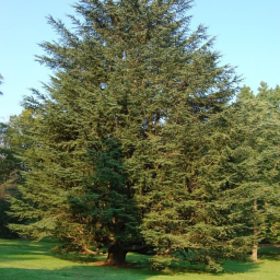 Eastern Red Cedar Tree