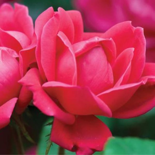 Red Double Knock Out® Rose