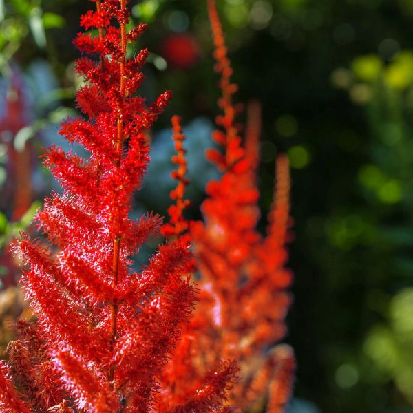 Vision in Red Astilbe