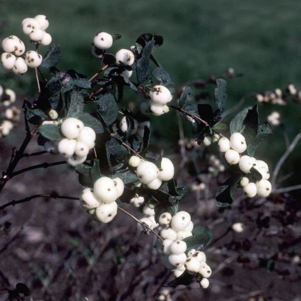 White Hedge Snowberry Bush