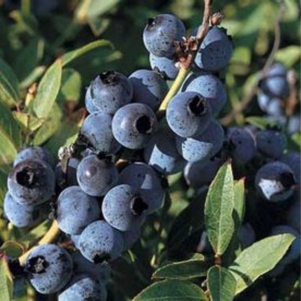 Top Hat Blueberry Bush