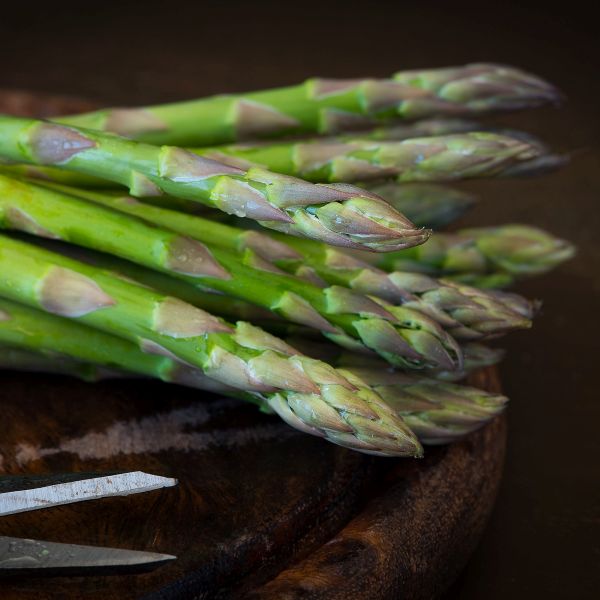 Jersey Knight Asparagus Plant