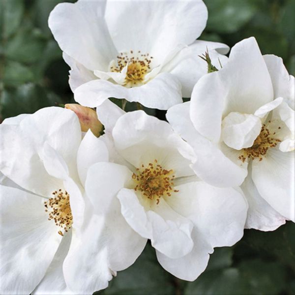 White Knock Out&#174; Rose