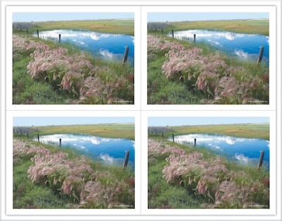 Pasture/Pond Generic Laser Postcards